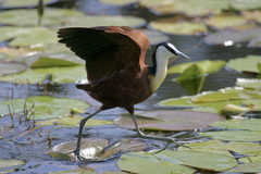 Actophilornis africanus