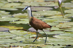 Actophilornis africanus