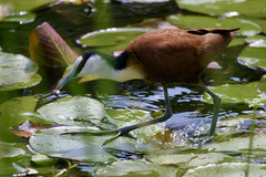 Actophilornis africanus