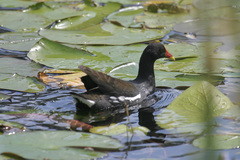 Gallinula chloropus meridionalis