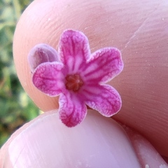 Apocynum venetum