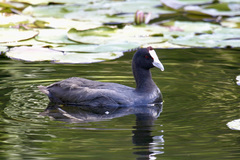Fulica cristata