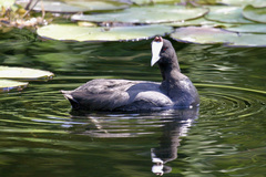 Fulica cristata
