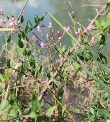 Apocynum venetum
