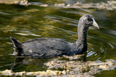 Fulica cristata