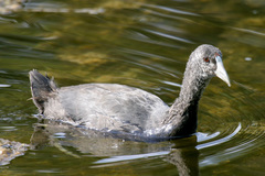 Fulica cristata