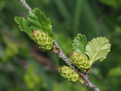 Betula humilis