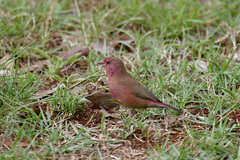 Lagonosticta senegala