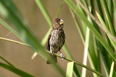 Amblyospiza albifrons