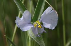 Commelina livingstonii