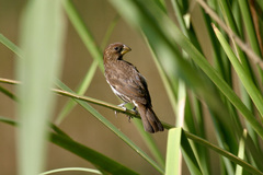 Amblyospiza albifrons