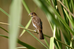 Amblyospiza albifrons