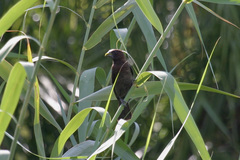 Amblyospiza albifrons