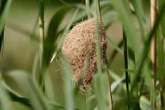 Amblyospiza albifrons