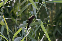 Amblyospiza albifrons