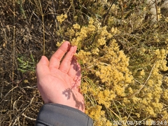 Helichrysum kraussii