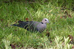 Streptopelia semitorquata