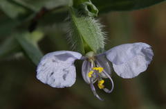 Commelina livingstonii