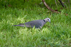Streptopelia semitorquata