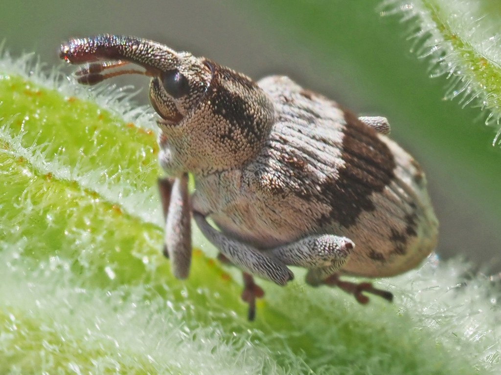 Tapinotus sellatus