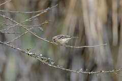 Crithagra atrogularis