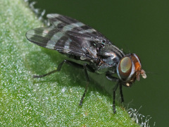 Herina frondescentiae