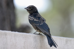 Dicrurus adsimilis fugax