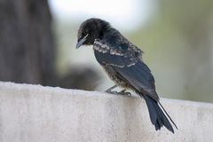 Dicrurus adsimilis fugax