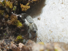 Tychius picirostris