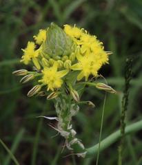 Bulbine narcissifolia