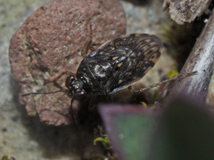 Saldula saltatoria