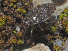 Saldula saltatoria