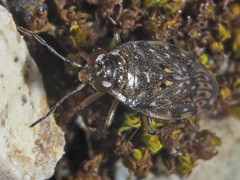 Saldula saltatoria