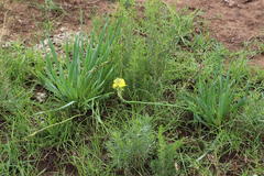 Bulbine narcissifolia
