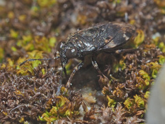 Saldula saltatoria
