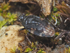 Saldula saltatoria
