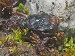Saldula saltatoria