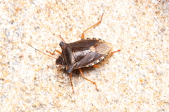 Pentatoma rufipes