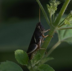 Stenocatantops splendens