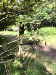 Sympetrum infuscatum