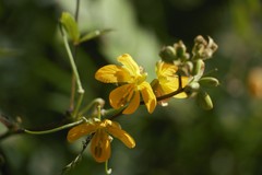 Senna hirsuta