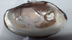 Anodontites trapesialis