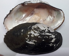 Anodontites trapesialis