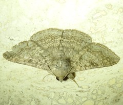 Ericeia sobria