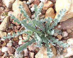 Othonna auriculifolia