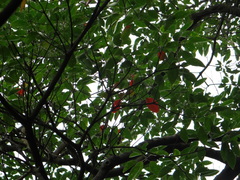 Elaeocarpus sylvestris