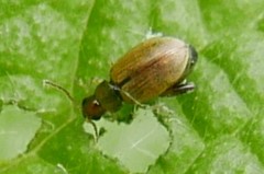 Longitarsus ballotae