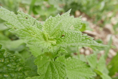 Longitarsus ballotae