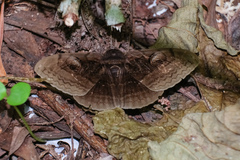 Spirama retorta