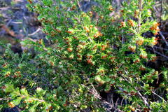 Erica glumiflora